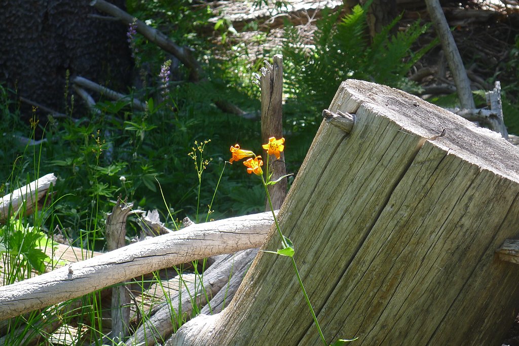 YosemiteCreek 092